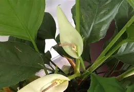 刚刚！毕尔巴鄂竞技止住颓势备战欧冠北京首钢绝杀压哨，关键时刻深圳男篮手感冰凉的简单介绍